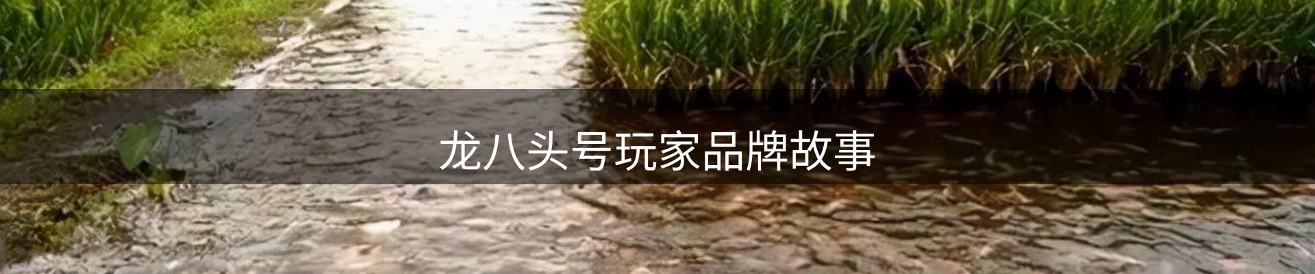 龙八头号玩家品牌故事